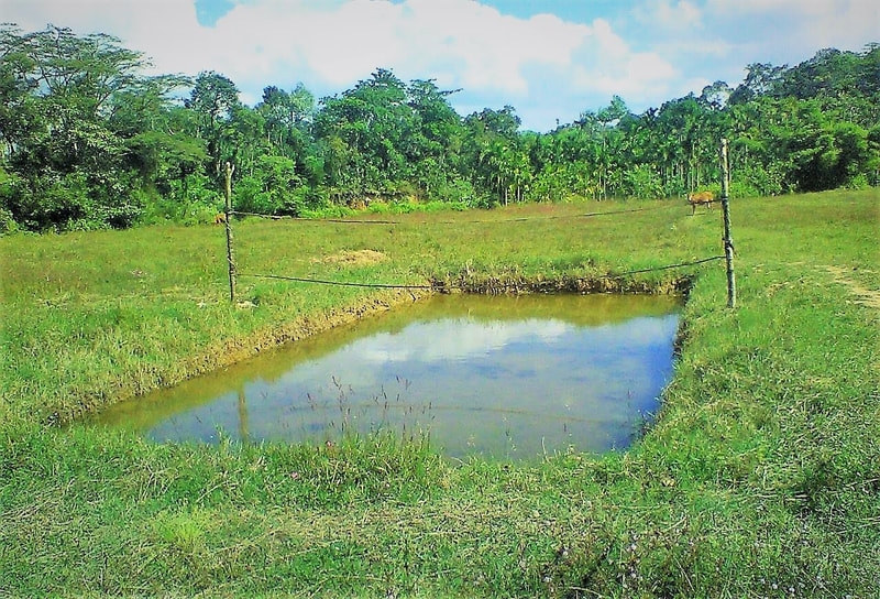 Lush green surroundings around our budget homestay in Sakleshpur.