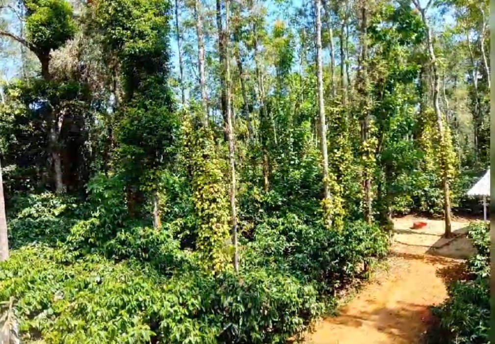 cheap homestay in sakleshpur