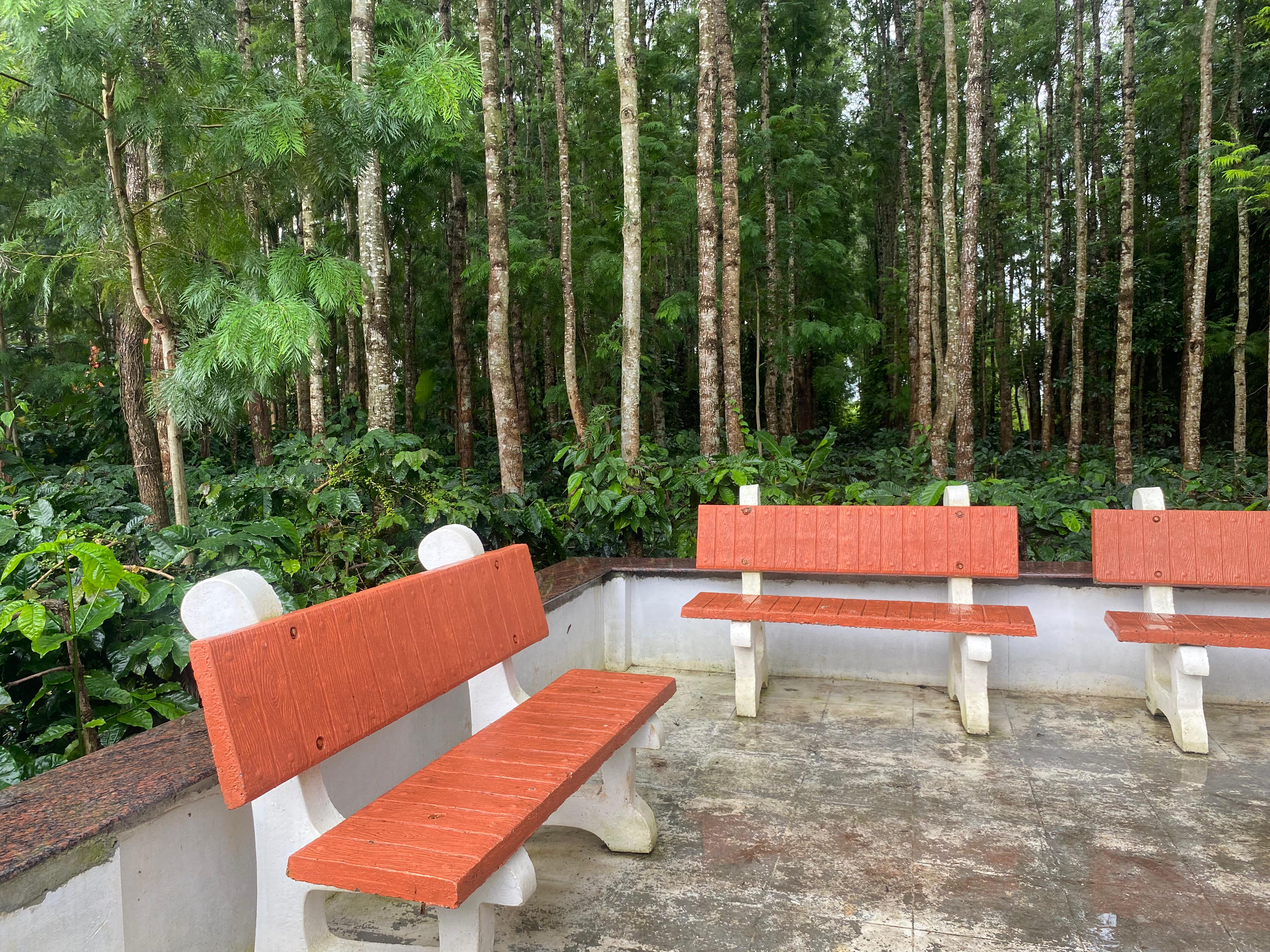 bougainvillea homestay chikmagalur